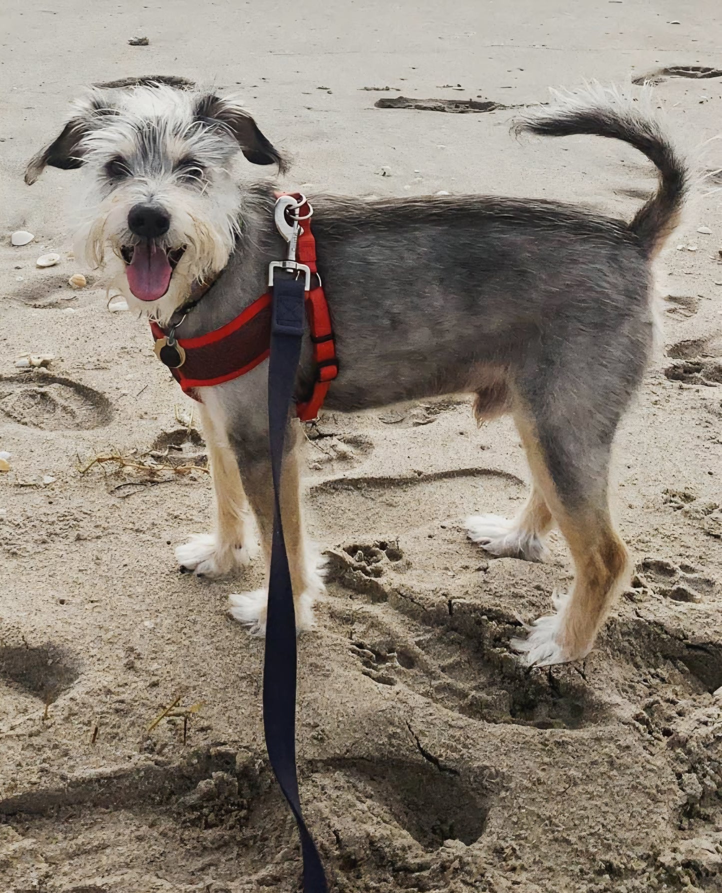 Custom Pet Keepsake (3D Printed& Hand Painted)