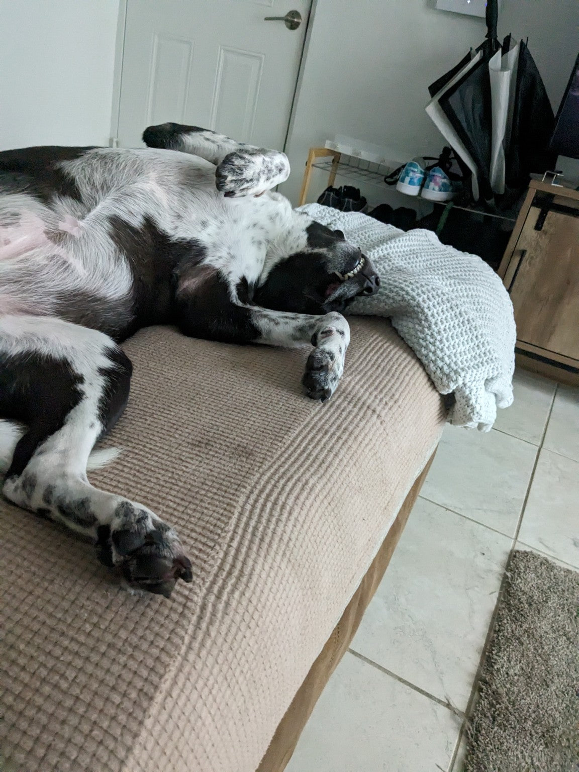 Custom Pet Keepsake (3D Printed& Hand Painted)